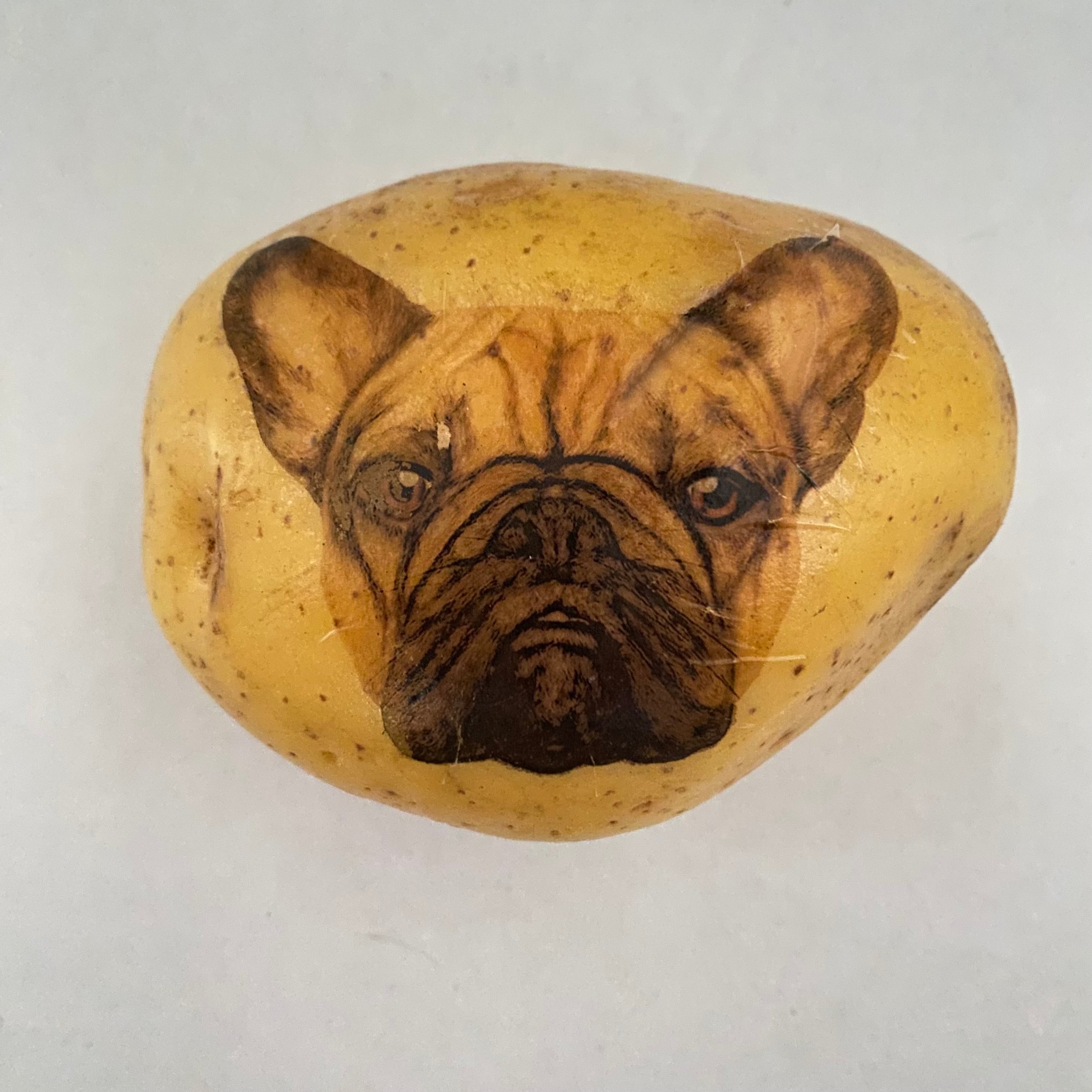 Eine Kartoffel mit einem Hundekopf als Aufdruck. Das Hundefoto ist ein Mops