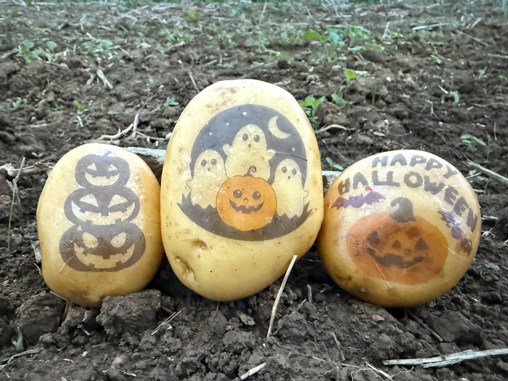 Halloween Kartoffel - Spooky Season Deko mal anders (3 Stk)