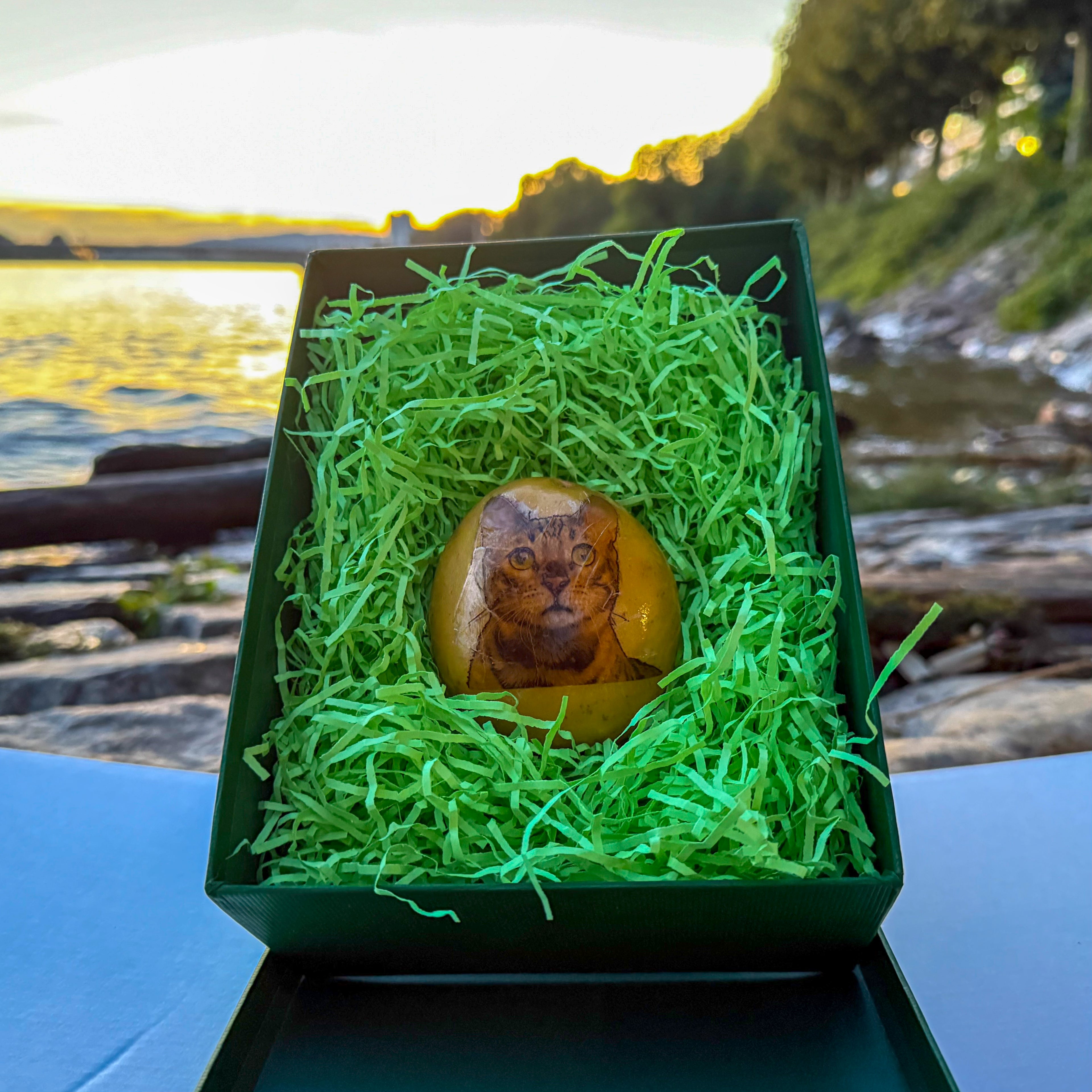 Die mit einem Katzenbild bedruckte Kartoffel in der grünen Geschenkbox