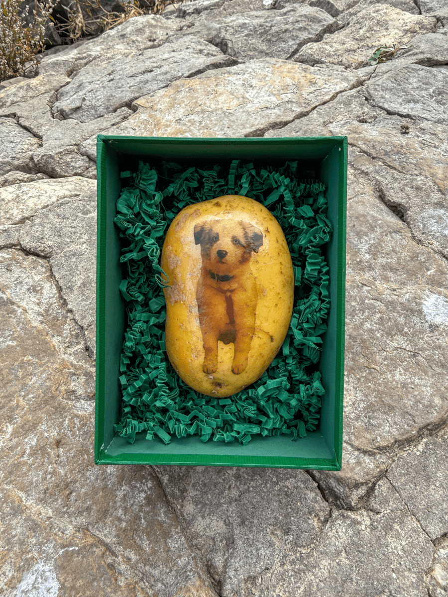 Doggy - Kartoffel - Dein Hund gedruckt auf einer Kartoffel - Kartoffel Geflüster