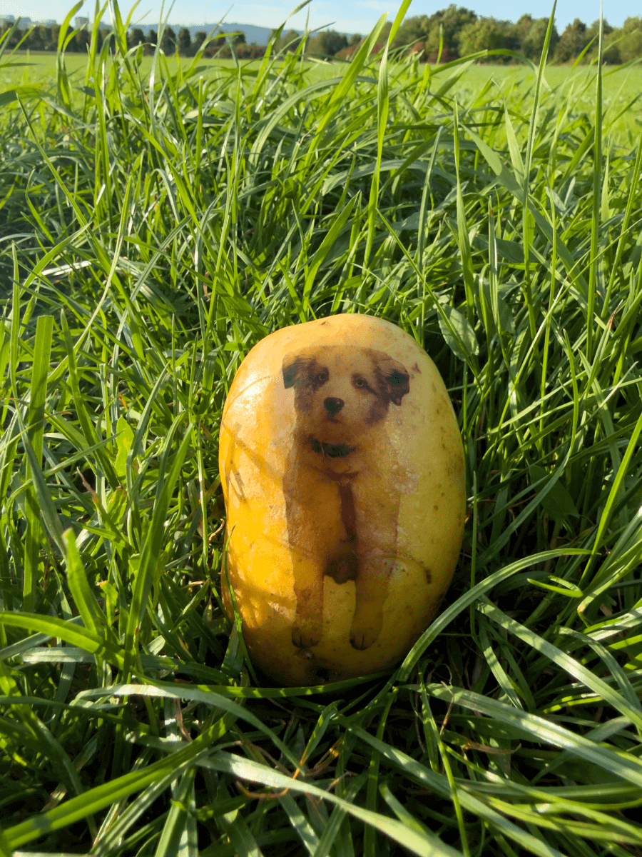 Doggy - Kartoffel - Dein Hund gedruckt auf einer Kartoffel - Kartoffel Geflüster