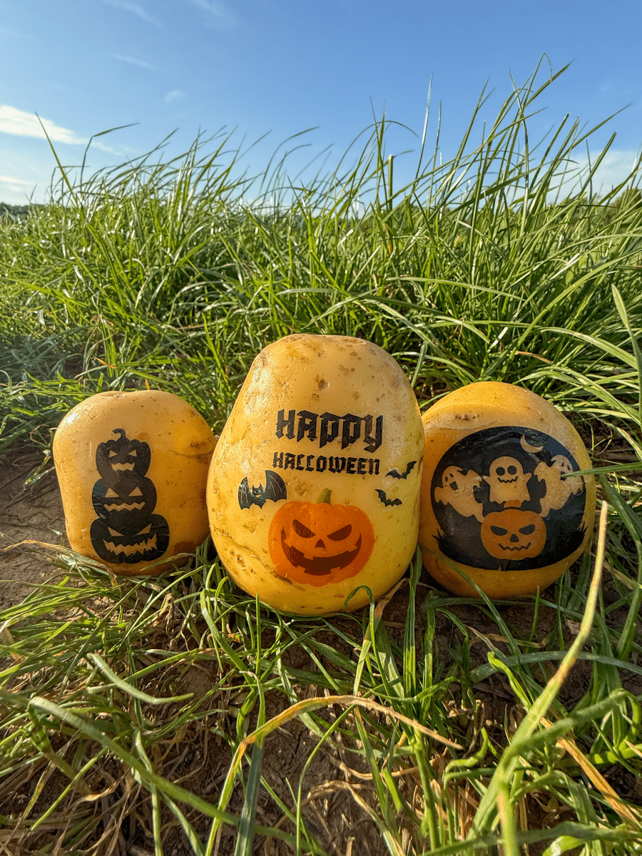 Halloween Kartoffel - Spooky Season Deko mal anders (3 Stk) - Kartoffel Geflüster