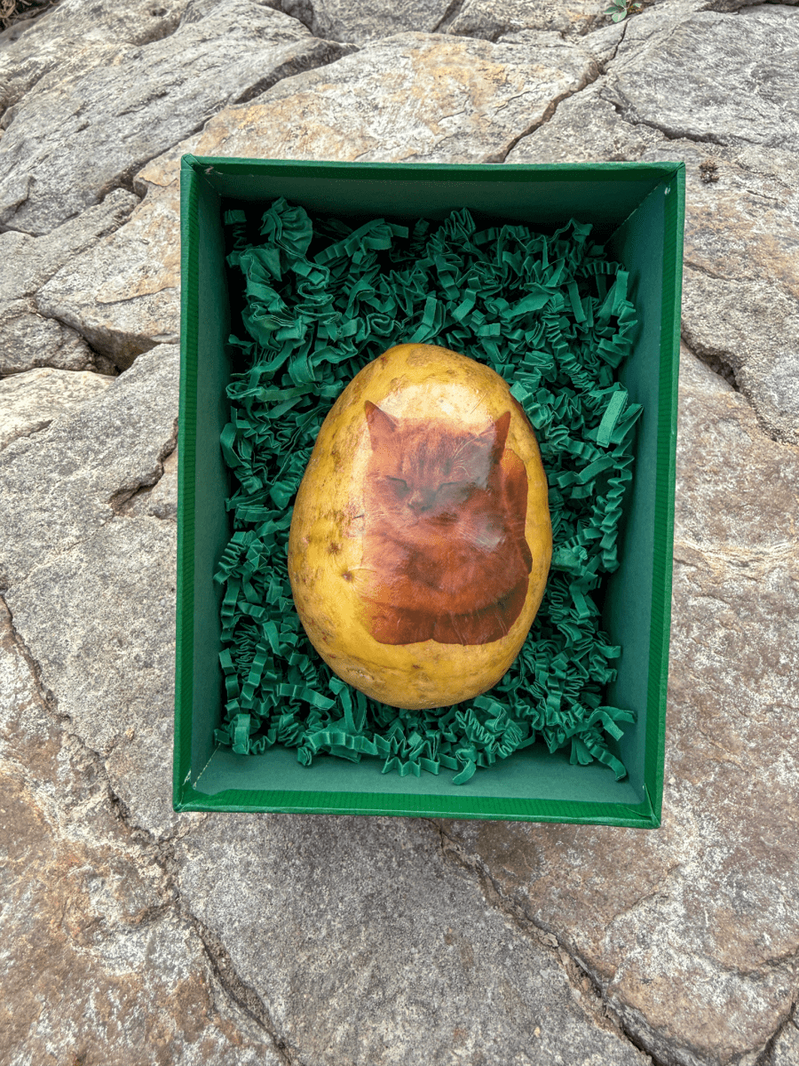 Kitty - Kartoffel - Deine Katze gedruckt auf einer Kartoffel - Kartoffel Geflüster
