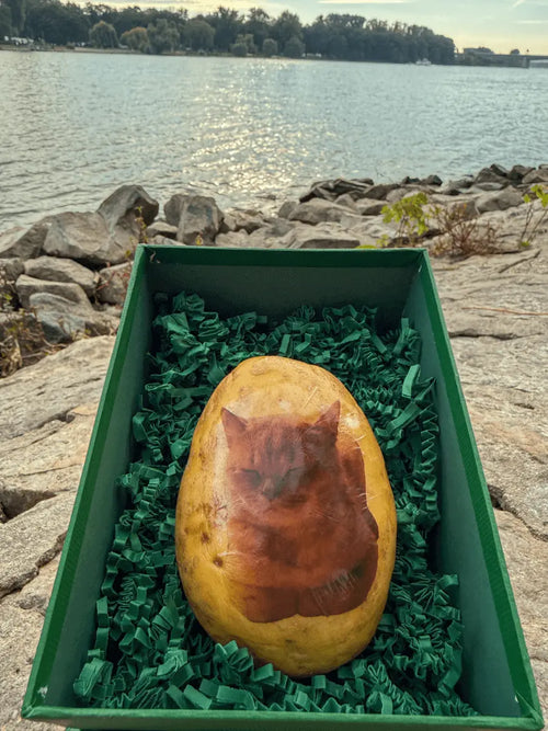 Kitty - Kartoffel - Deine Katze gedruckt auf einer Kartoffel - Kartoffel Geflüster