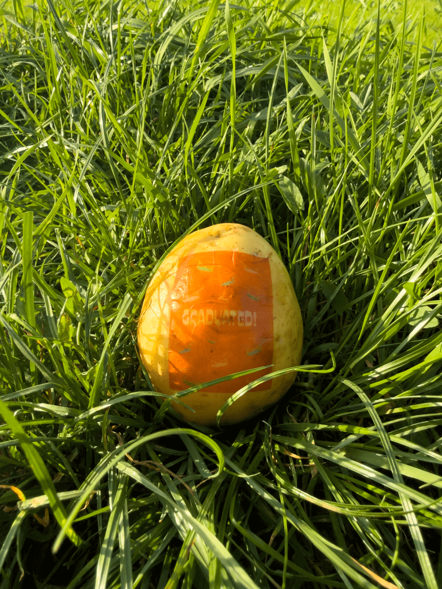 There is an image of a orange graduation card printed on a potato that is lying in tall grass.